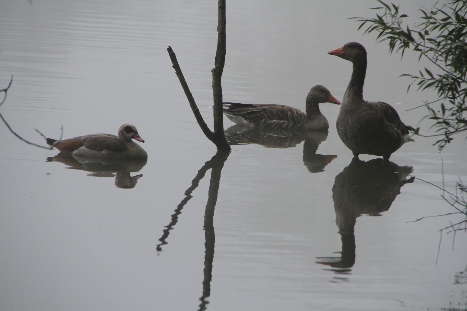 Gänse-Treffen