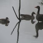 Gänse-Treffen