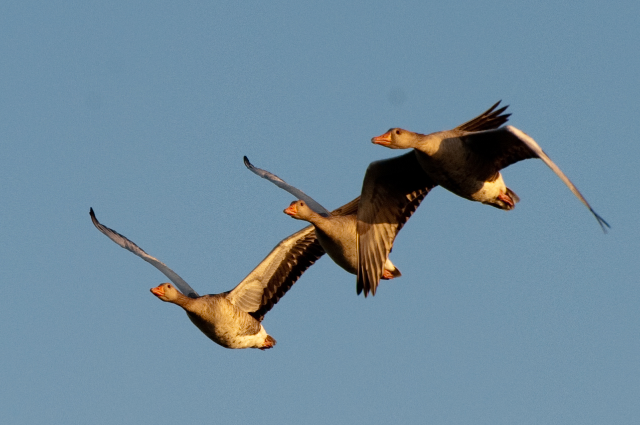 Gänse Trio