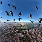 Gänse über Bremen (Luftbildpanorama)