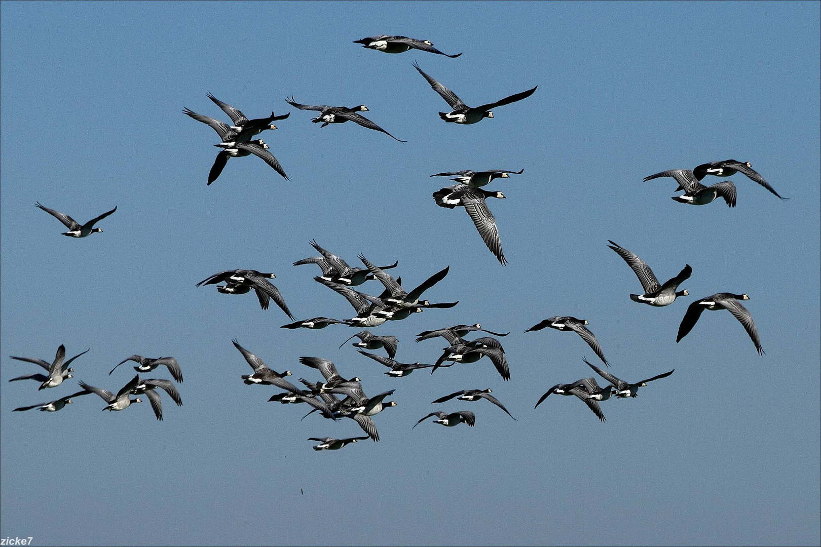 Gänse über dem Meer