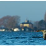 Gänse über dem Wasser