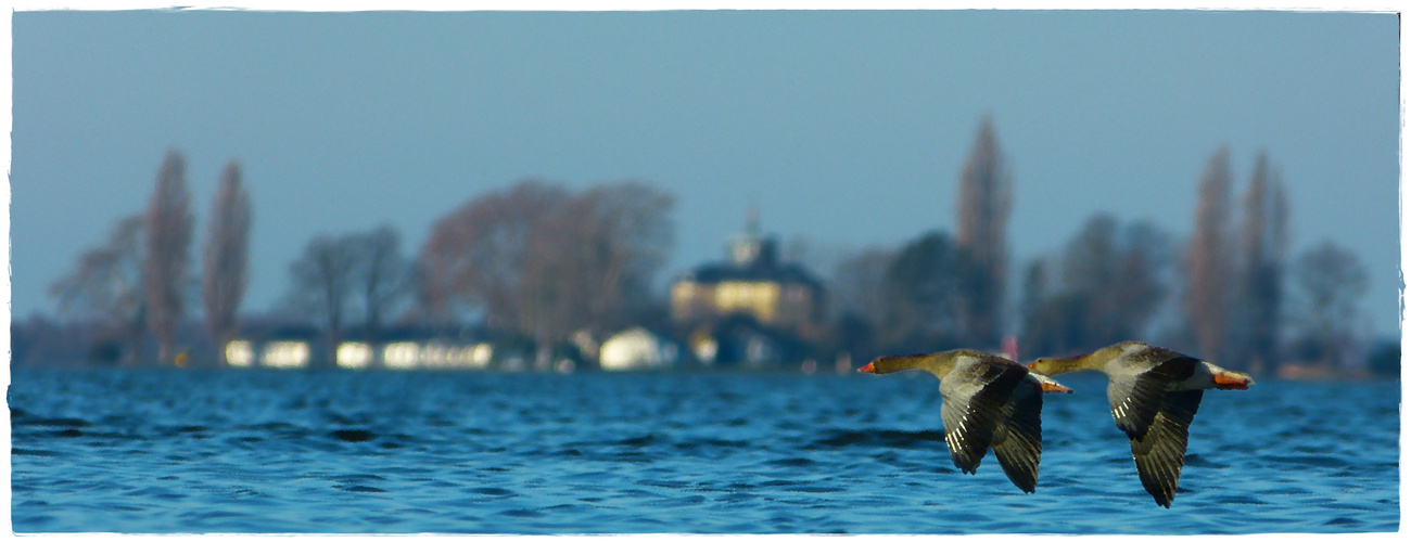 Gänse über dem Wasser