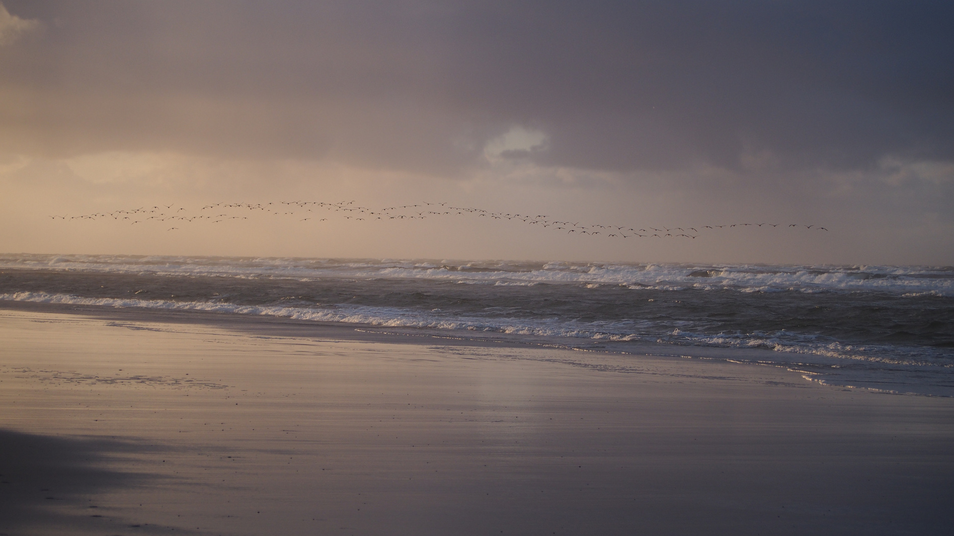 Gänse über der Nordsee