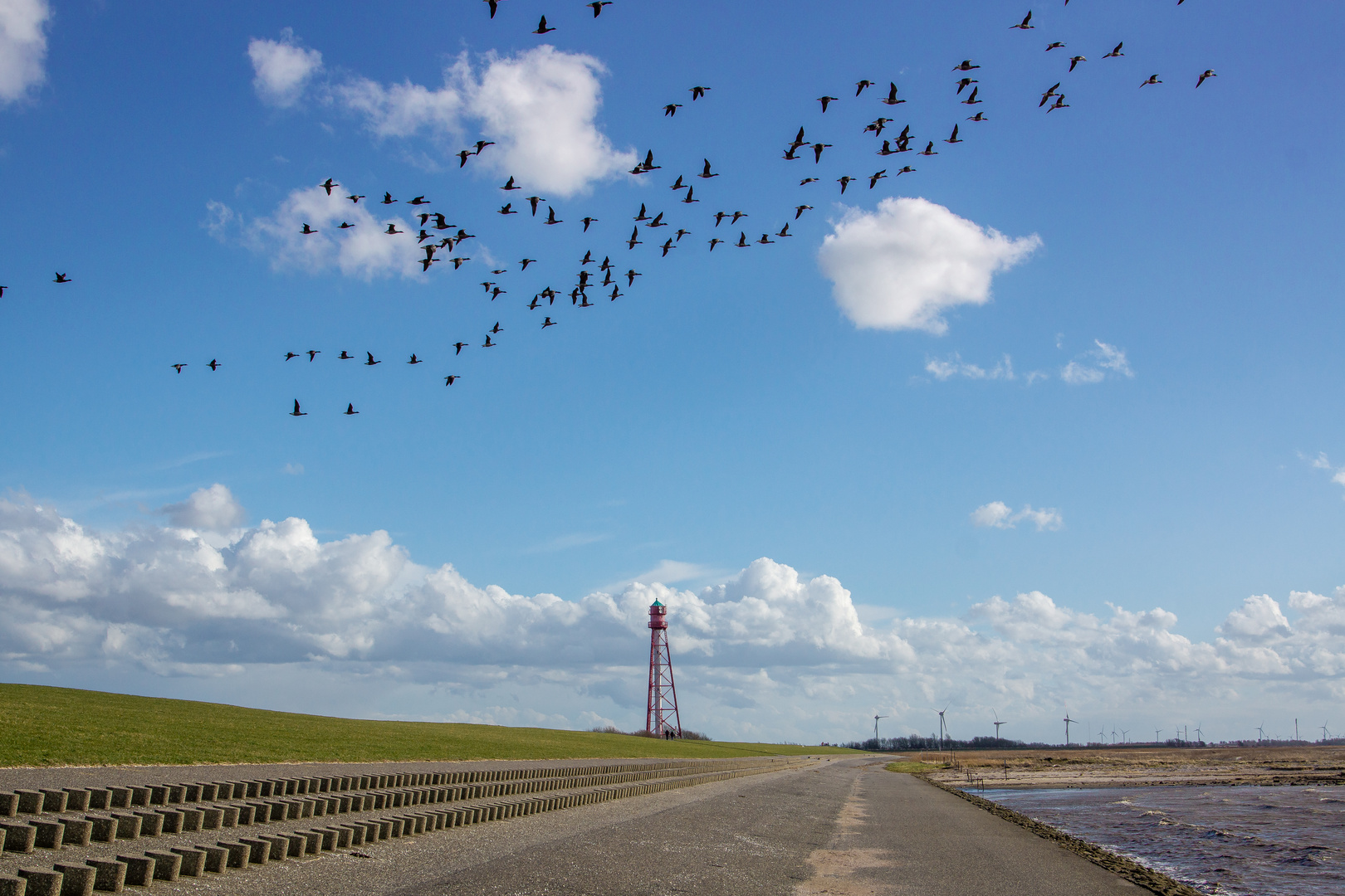 Gänse überqueren den Deich am Campener Leuchtturm