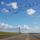 Gänse überqueren den Deich am Campener Leuchtturm