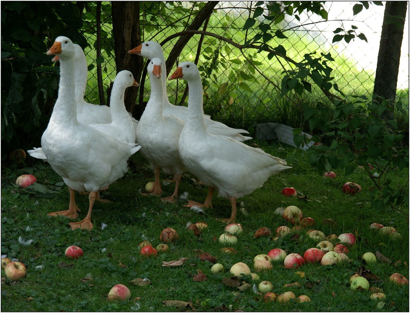 Gänse und Äpfeln