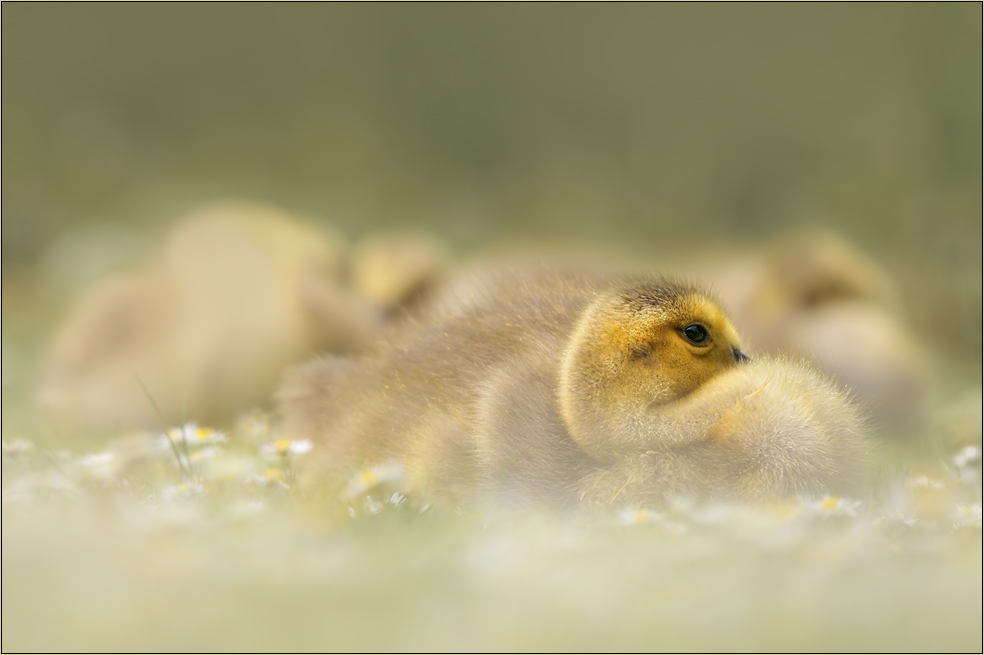 Gänse und Blümchen