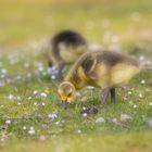 Gänse und Blümchen