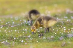 Gänse und Blümchen