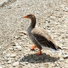 Gänse und Enten am Rhein