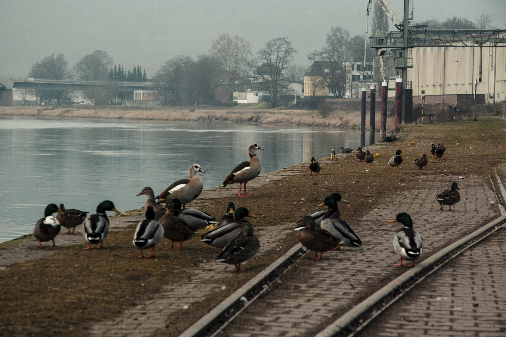 Gänse und Enten an der Weser