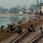 Gänse und Enten an der Weser