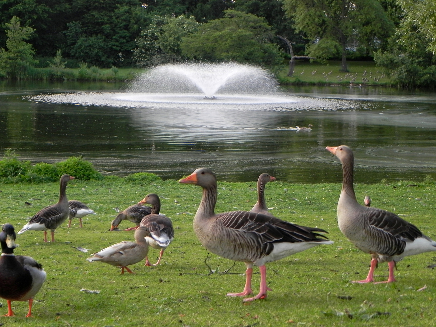 Gänse und Enten