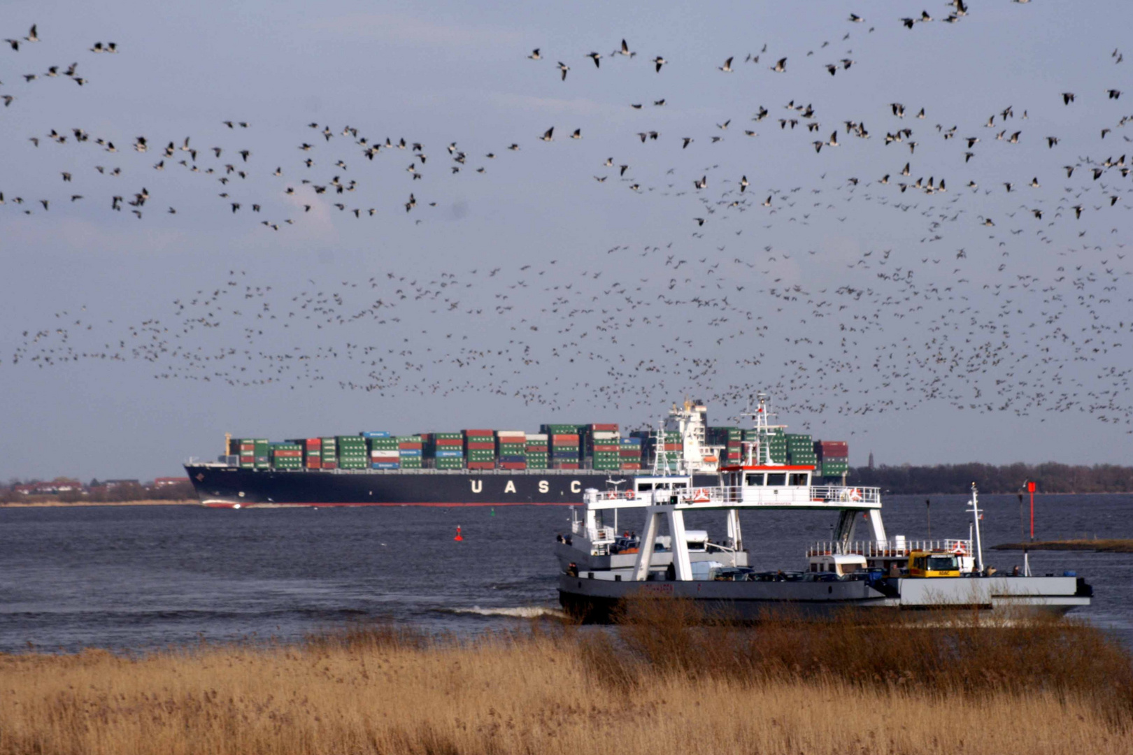 Gänse und Frachter an der Weser