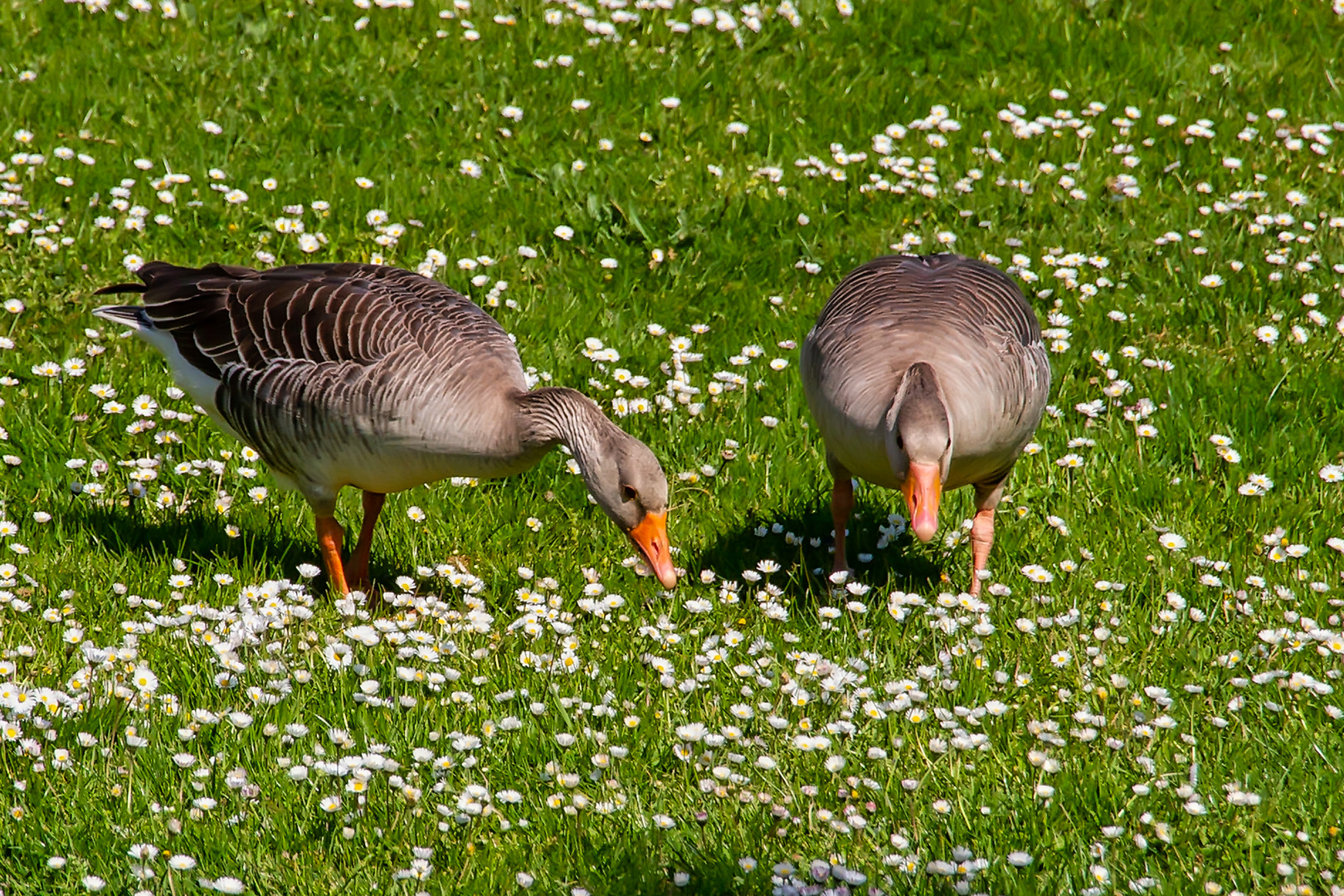 Gänse und Gänseblümchen