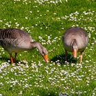 Gänse und Gänseblümchen