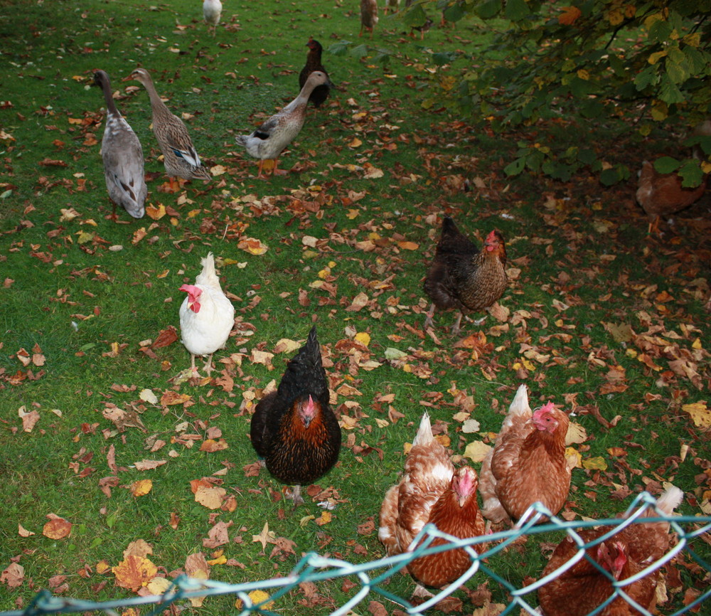 Gänse und Hühner Foto & Bild tiere, haustiere, nutztiere Bilder auf Gänse und Hühner Foto & Bild tiere, haustiere, nutztiere Bilder auf