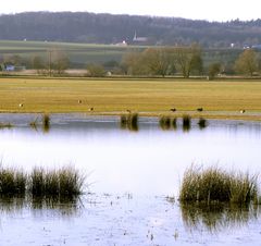 Gänse und Kloster