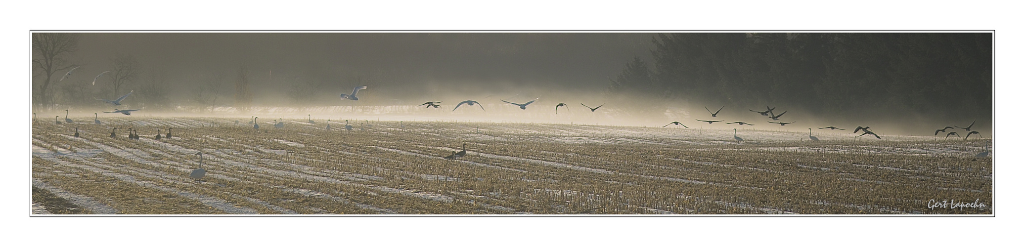 Gänse und Schwäne im winterlichen Morgennebel