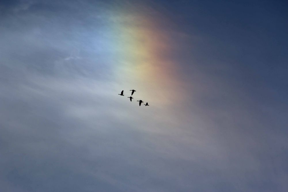 Gänse unter HALO von Wogram René 