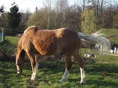 Gänse unterm Schwanz**