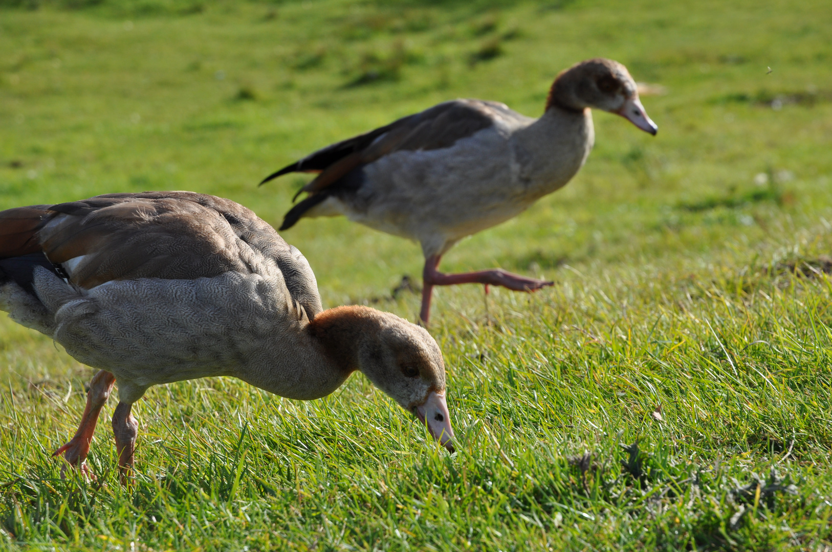 Gänse vom fernen Nil