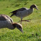 Gänse vom fernen Nil