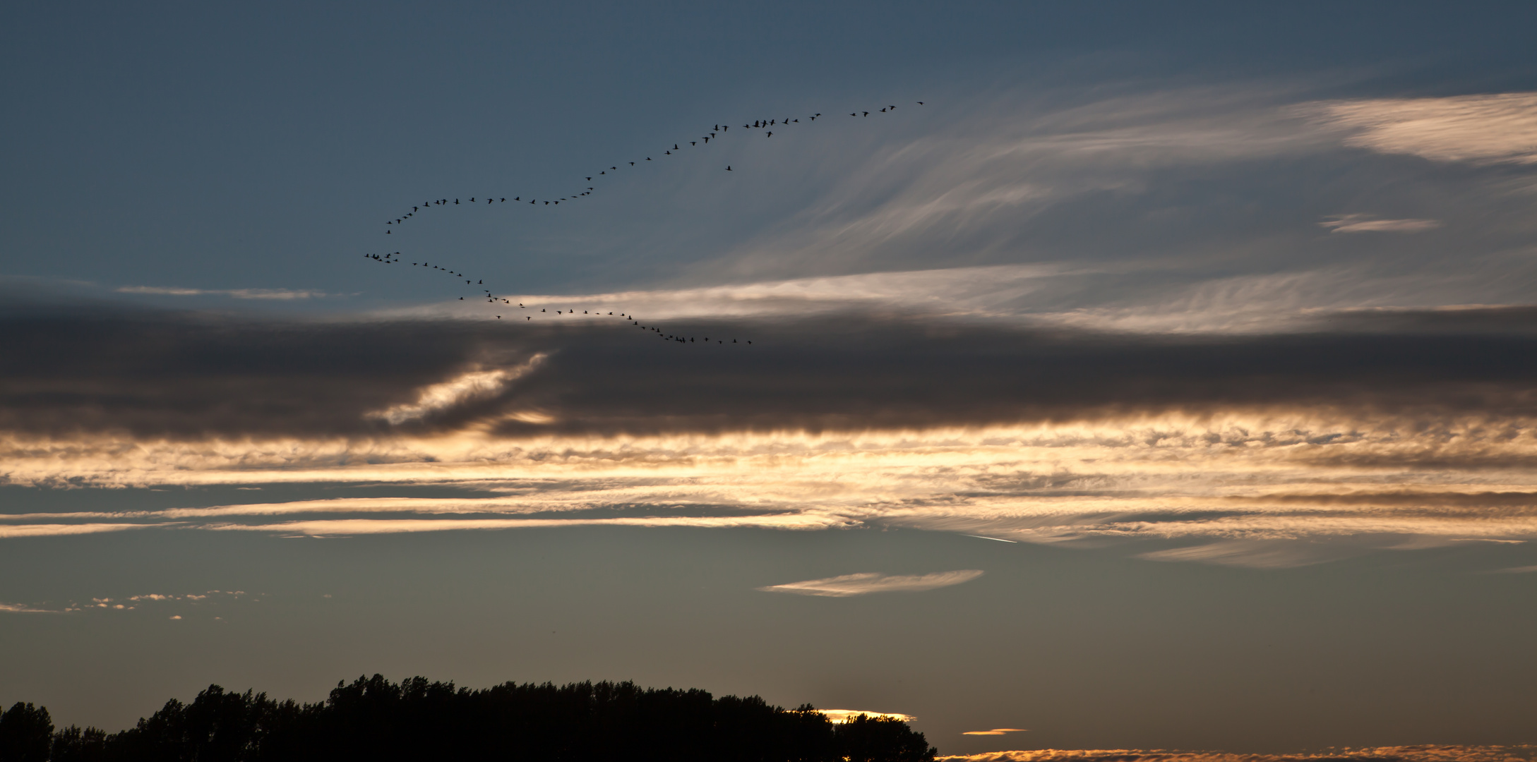 Gänse vor Abendhimmel