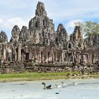 Gänse vor dem Bayon Tempel Angkor Wat