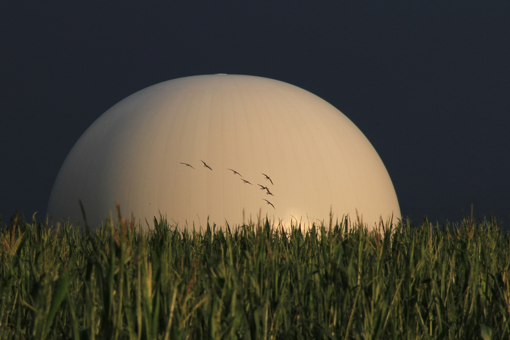 Gänse vor den Fernmeldesatelliten