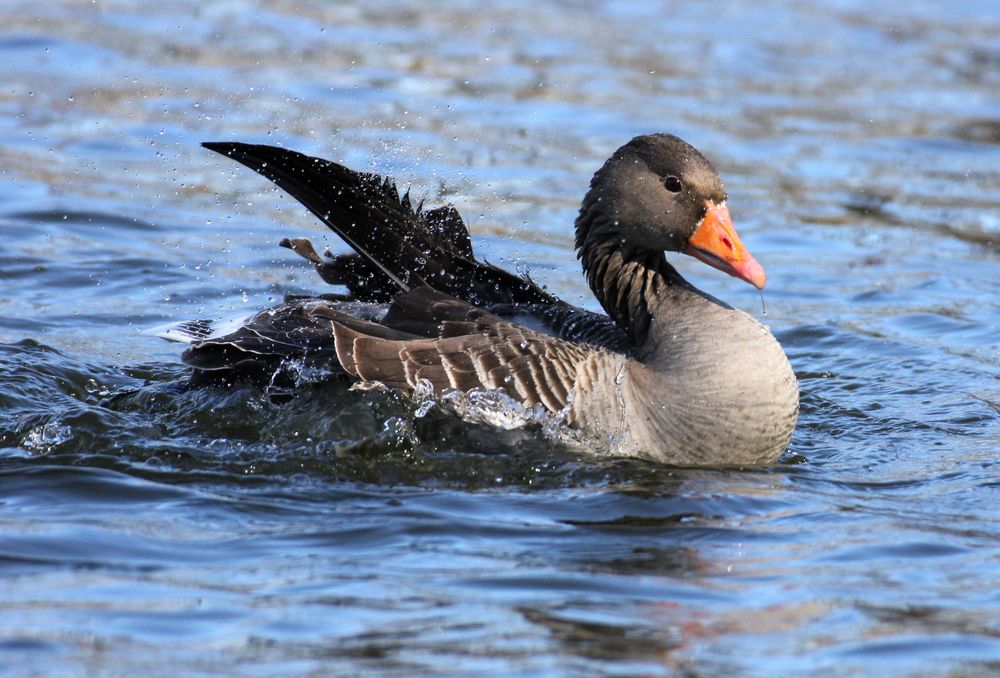 Gänse- Waschtag