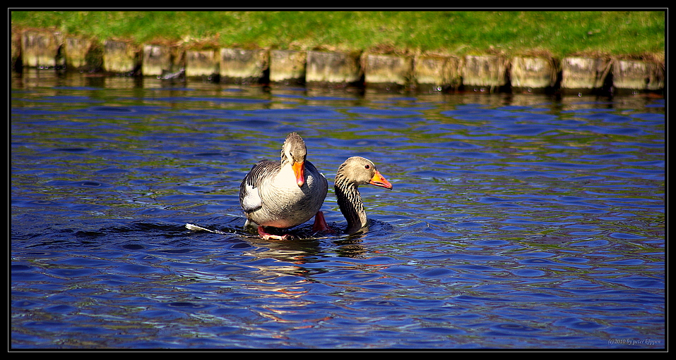 Gänse-Wasser-Taxi...