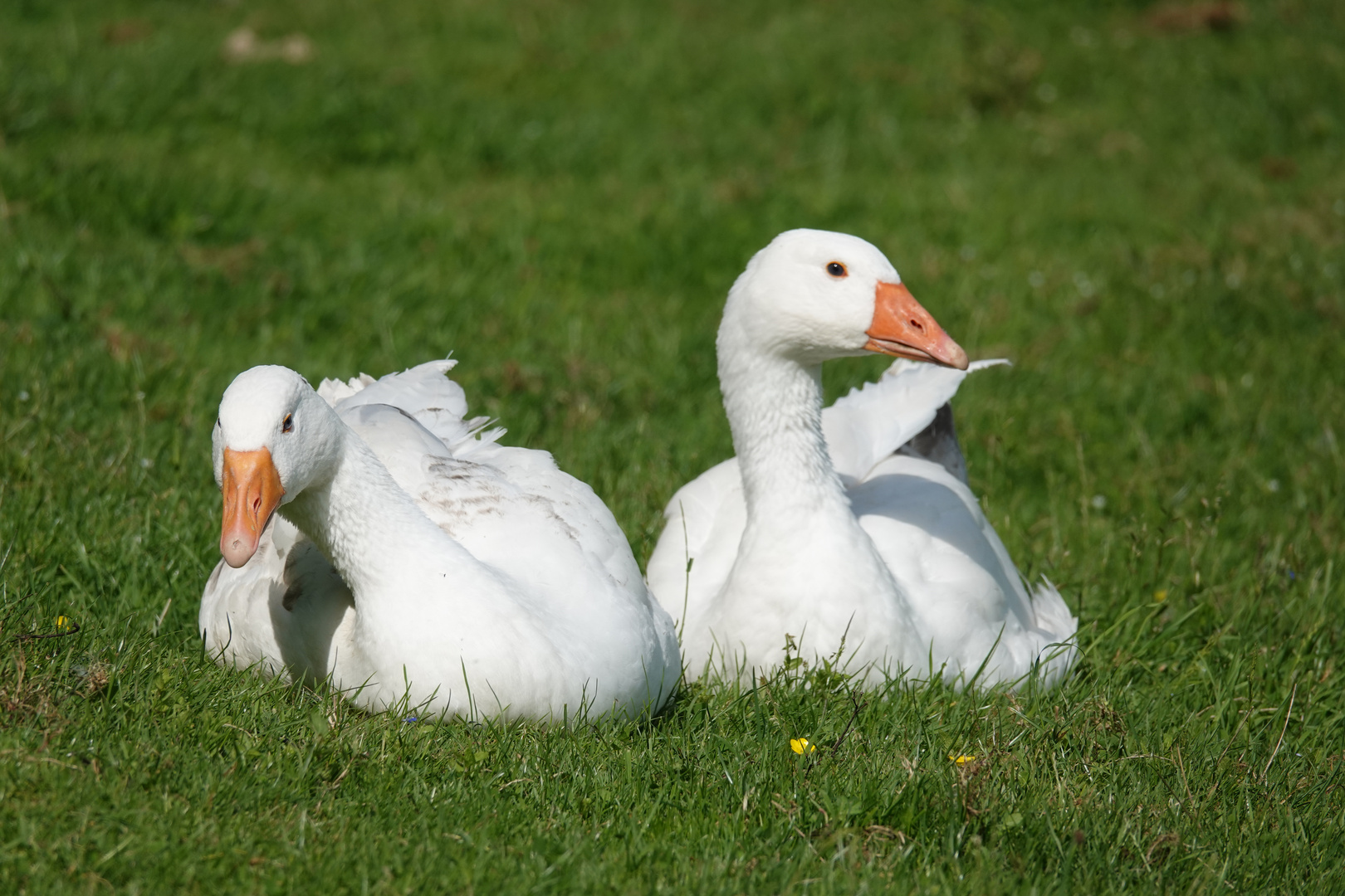 GÄNSE - WER SCHAUT DENN DA SO BLÖD? Foto & Bild | weiß, vögel, gans ...