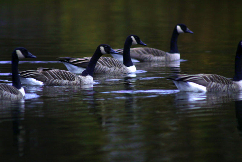 Gänse Wettschwimmen