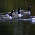 Gänse Wettschwimmen