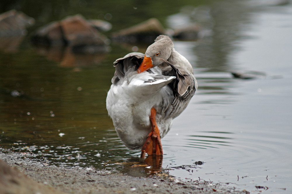 Gänse Yoga