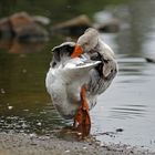 Gänse Yoga