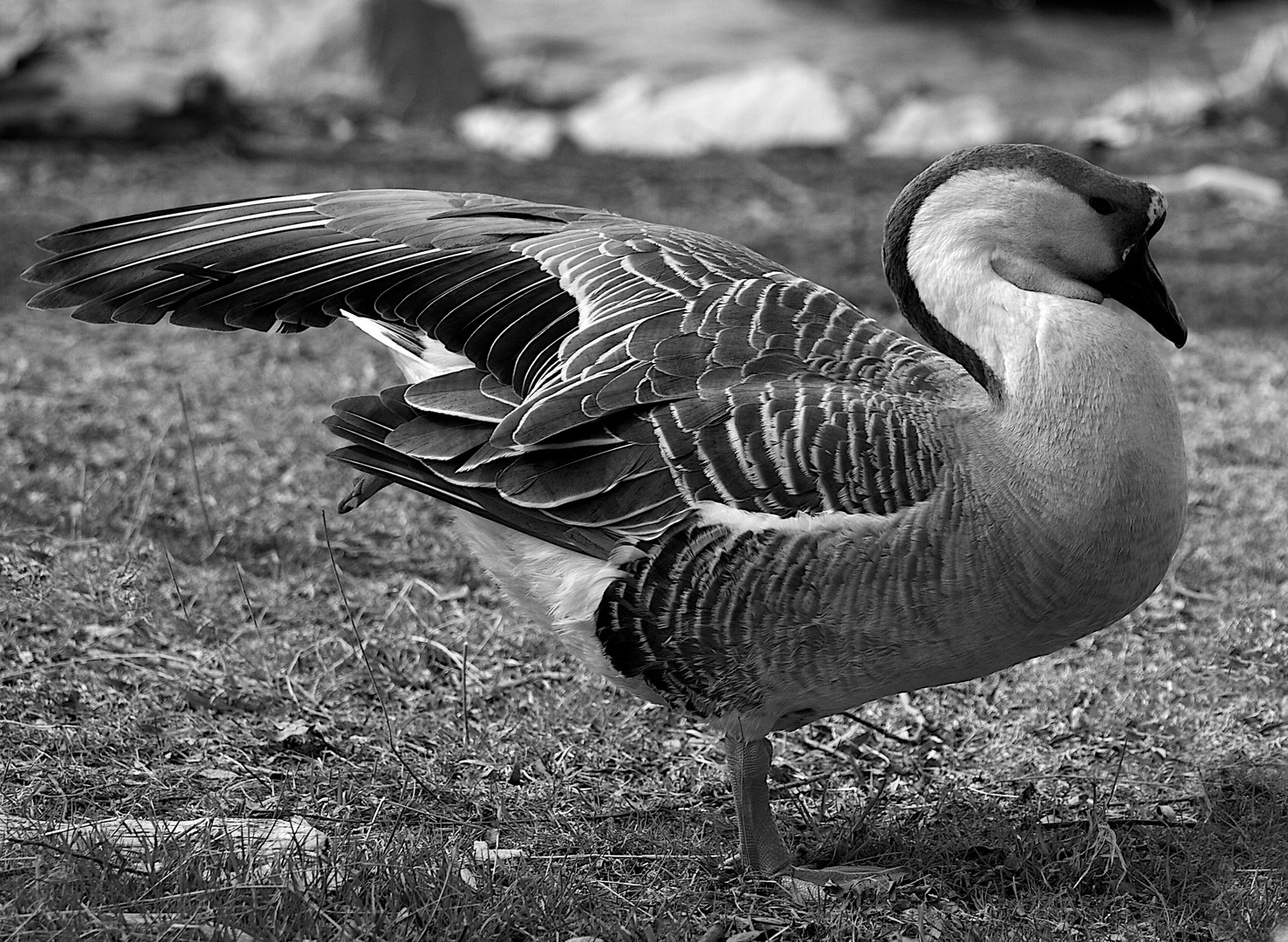 Gänse Yoga