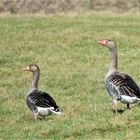 Gänse zu Fuß unterwegs