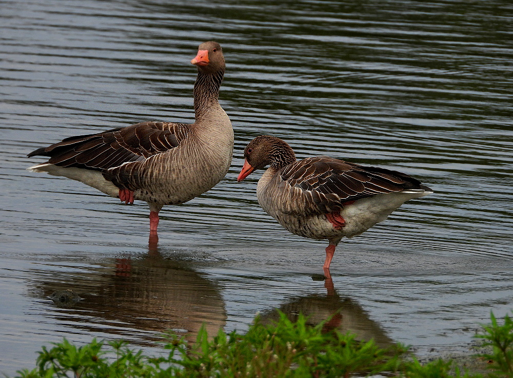 Gänse zum Spiegeltag