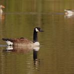 Gänse zum Spiegeltag