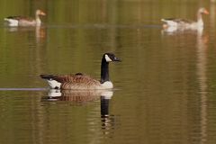 Gänse zum Spiegeltag