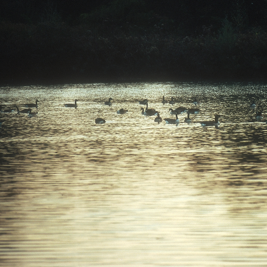 GÄNSEABEND