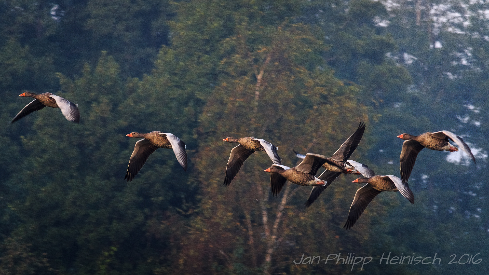 Gänseabflug