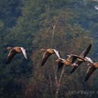 Gänseabflug