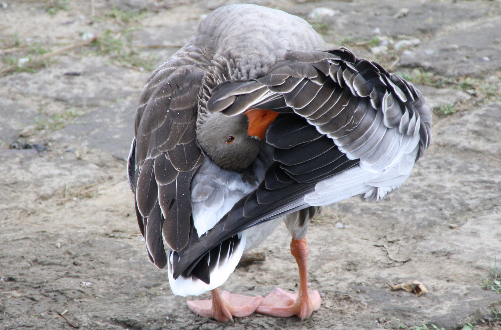 Gänseakrobatik