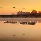 Gänsealarm am Baggersee