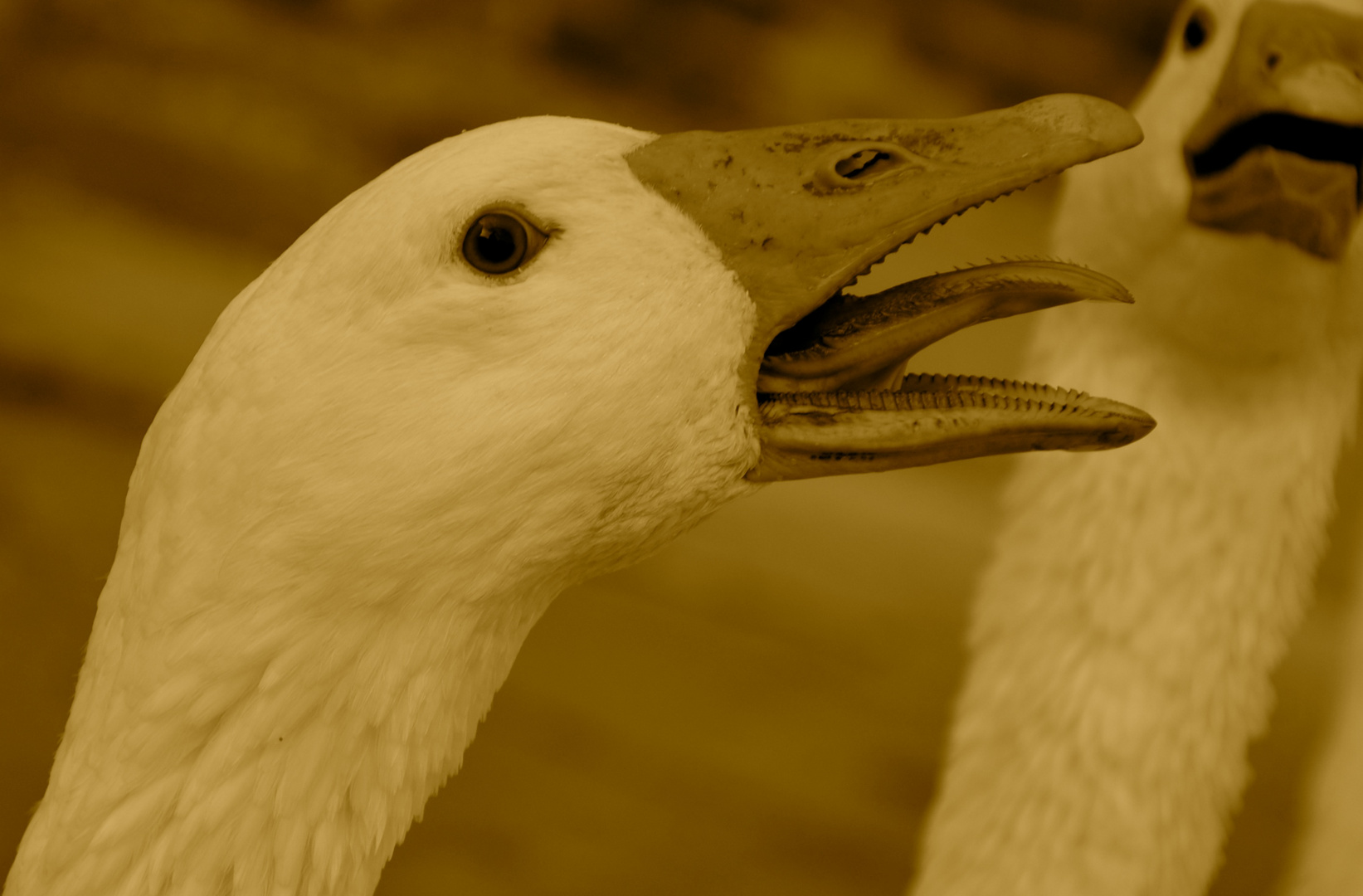 Gänsealarm… und weg!