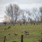 Gänsealltag auf der Bislicher Insel